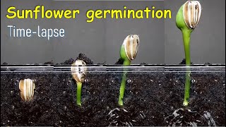 Sunflower germination timelapse [upl. by Ymorej]