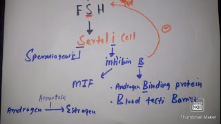 Easily explain LHFSH Sertoli amp Leydig cell in 3 minutes with mcqs [upl. by Lusa545]