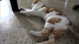 Jamaican Cat Tears Apart Croaking Lizard Limb by Limb [upl. by Sundstrom]