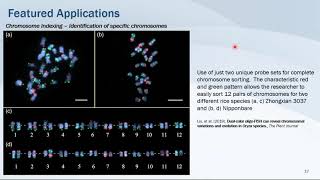 Advances in Design amp Synthesis of Custom FISH Probes [upl. by Ayana133]