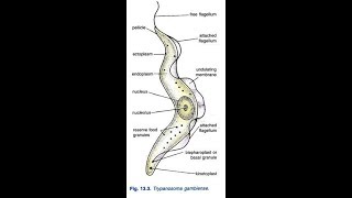 how to draw trypanosoma gambiense [upl. by Scribner87]