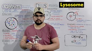 Lysosome  Suicide bag of Cell Structure and Function of Lysosome Detailed Series [upl. by Cahn]