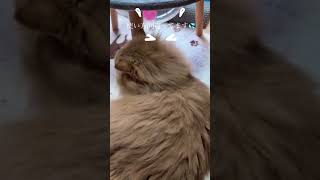 【Persian Cat Chelsea 猫のチェルシー】 使い方間違ってます [upl. by Aibos818]