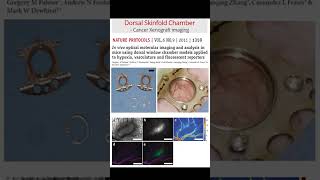 Basics of Intravital Fluorescence Microscopy shorts [upl. by Proctor]