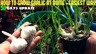 How To Grow Garlic At HomeFast N Easy [upl. by Rianon251]