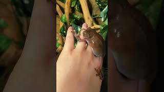 whites tree frogs acting crazy pets frogs frog animals funnyanimals funny [upl. by Olimac]