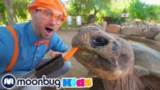 Blippi Visita un Zoológico  Vídeos Educativos  BlippiEspanol  Moonbug Kids en Español [upl. by Graybill297]