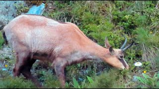 Close Encounter Deer Tahr amp Chamois  New Zealand Mountain Hunting [upl. by Fulvi881]