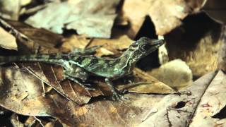 Adapting Anolis  A film by Tom Rowland [upl. by Stanleigh]