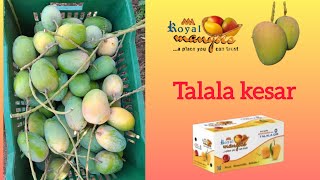 kesar Mango of talala gir 2024 talalakesar kesar kesrmango gondalyard mango aaa alphanso [upl. by Decamp]