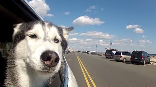 Mishka Goes For a Car Ride [upl. by Salome]