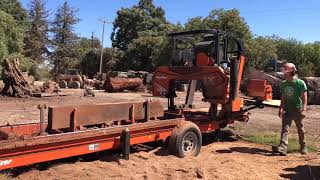 Milling California Gold aka Highly Figured Claro Walnut Lumber on our Woodmizer LX450 [upl. by Notirb276]