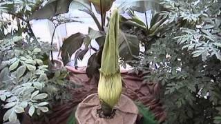 Time Lapse of the Corpse Flower Blooming at Como [upl. by Liagibba381]