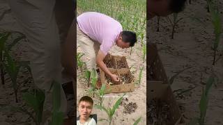 Tips for taking care of corn plants and raising chickens [upl. by Ykcim1]