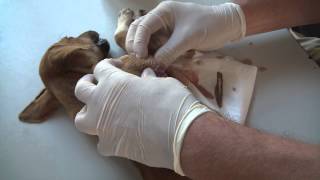 Mangoworm abscess in a puppy  not for viewers with a fear of pus [upl. by Gonroff139]