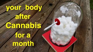 Your Body ● After Smoking Cannabis for a Month [upl. by Hudgens]