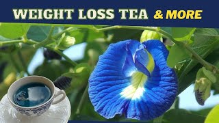 Butterfly Pea Flower Tea Clitoria Ternatea BENEFITS amp RECIPE  Earths Medicine [upl. by Esidarap]