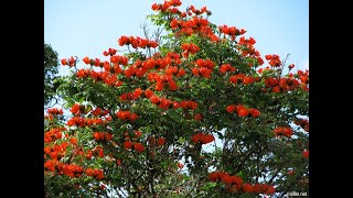 Дерево мыльное Paniculata Дерево тюльпановое Tulipifera Дзельква Zelkova Лиственные растения22 [upl. by Fleurette589]