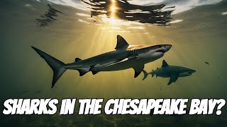 Whats the Best Shark Species to Spot in the Chesapeake Bay [upl. by Leopold675]