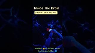 Inside The Brain NEURONS The Brain Cells brain neurons braincellshumananatomy body ytshorts [upl. by Dwayne]