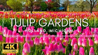 5 MILLION TULIPS  4K Walk Through the Tulip Gardens in Holland Michigan 2023 [upl. by Knighton]