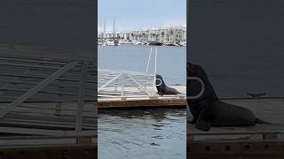 Marina del rey 🎣you can see a sea lion 🦭 dock at Fiji way [upl. by Annavoeg]