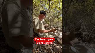 Interdigital gland secret whitetailbucks hunting deerhunting wildlife bowhunting deer [upl. by Mckenna]