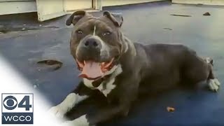 Man Killed Pit Bull After It Attacked His Dog [upl. by Eryn313]