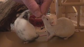 How to Tame Pet Mice [upl. by Llenrad]