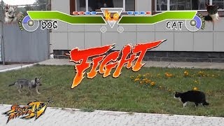 Cat Vs Dog Street Fighter real fight [upl. by Hussein800]