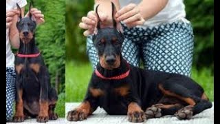 Import show quality Doberman puppies for sale in India 9620233339 pan India delivery [upl. by Razec]