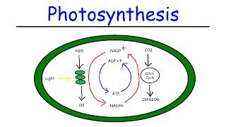 Photosynthesis  Light Dependent Reactions and the Calvin Cycle [upl. by Huan]