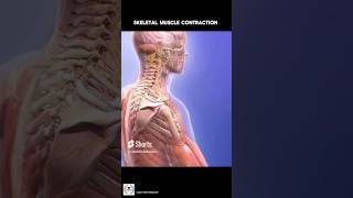 Skeletal Muscle Contraction 💪  HindiUrdu [upl. by Ylrac]