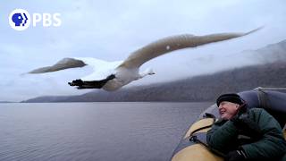 How David Attenborough Captured Memorable Swan Moment [upl. by Devin754]