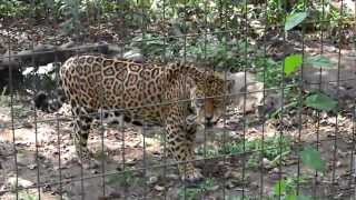 Onça comendo no zoológico [upl. by Casimir]