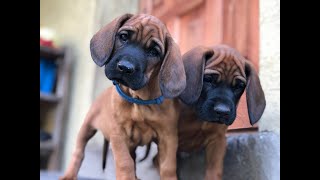 Hannoverscher Schweisshund puppies welpen [upl. by Onit]