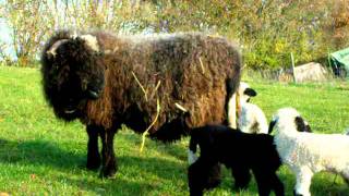 Walliser SchwarznasenValais Blacknose Sheep [upl. by Sall]