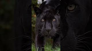 Panther  Eye contactWild LifeBlack BeautyDangerous youtube homedecor comment cute subscribe [upl. by Balf]