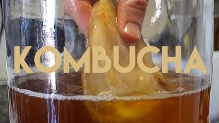 Beginners Guide To Fermentation Kombucha Making [upl. by Id413]