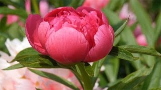 Pfingstrosen Paeonia  Impressionen [upl. by Gianna476]