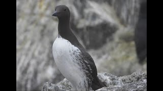 Common murres  close up 20247 [upl. by Arline]