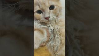 Awwmeaw meaw🐾🐾🐾😻😻catjanice kitten cutepets catlover cute cute cuteanimals [upl. by Jelsma]