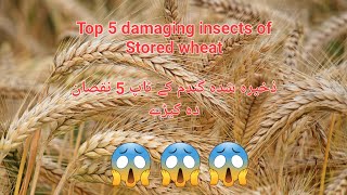 Top damaging insects of Stored wheat  Insect pests of wheat [upl. by Guendolen]