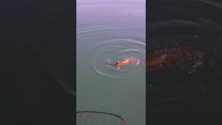 Flyrod Laker on Cayuga Lake [upl. by Enaitsirk]