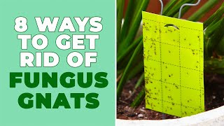 8 Ways to Get Rid of Fungus Gnats  Houseplant Troubleshooting [upl. by Severn]