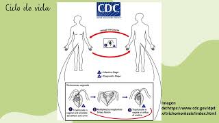 VIDEOLECCIÓN Trichomonas vaginalis [upl. by Llenrap]