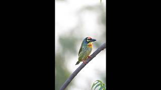 quotEvening Yawn of the Coppersmith Barbet  Natures Tranquil Momentquot [upl. by Ruyam]