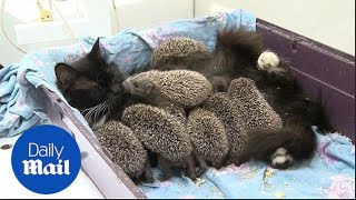 Cat becomes a wet nurse to orphaned baby hedgehogs  Daily Mail [upl. by Aticnemrac]