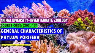 Phylum Porifera General Characteristics [upl. by Neelik]