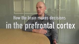 How the brain makes decisions  in the prefrontal cortex [upl. by Niatirb352]